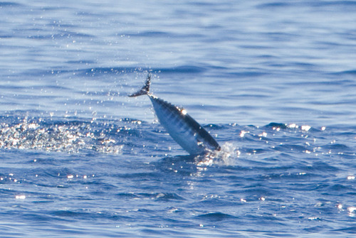 Eastern Pacific Bonito