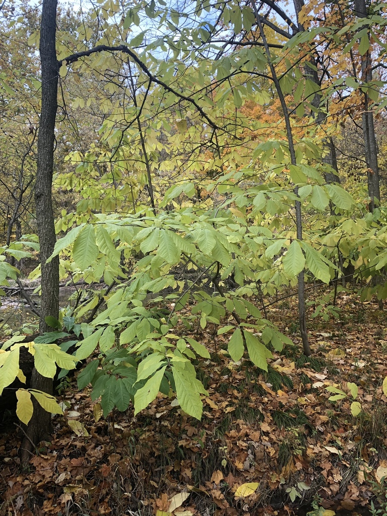 common pawpaw from Ken-O-Sha Park, Grand Rapids, MI, US on October 25 ...
