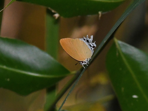 Eooxylides meduana