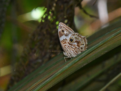 Ptychandra leytensis