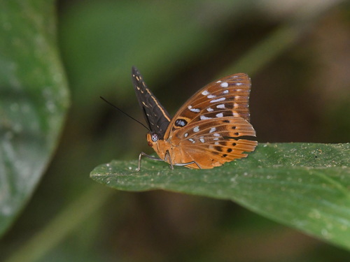 Orange Archduke