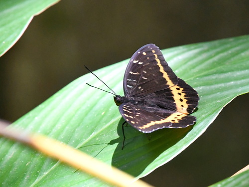 Orange Archduke