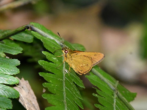 Xanthoneura telesinus