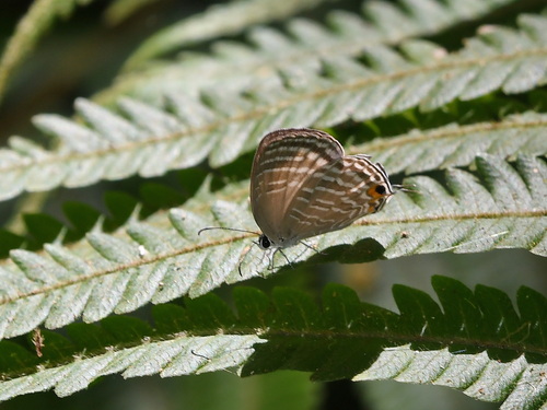 Common Cerulean