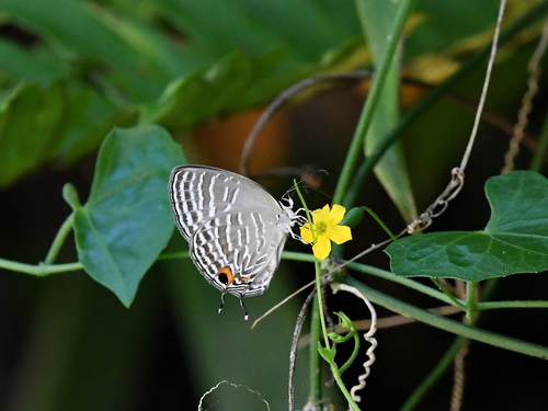 Common Cerulean