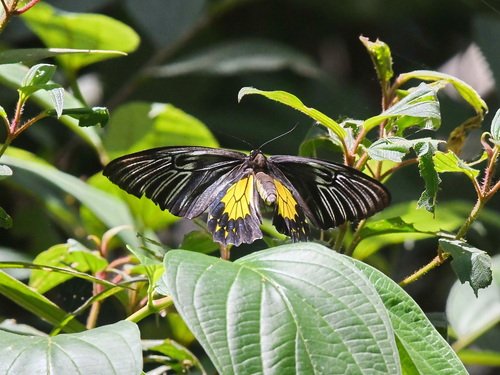 Golden Birdwing