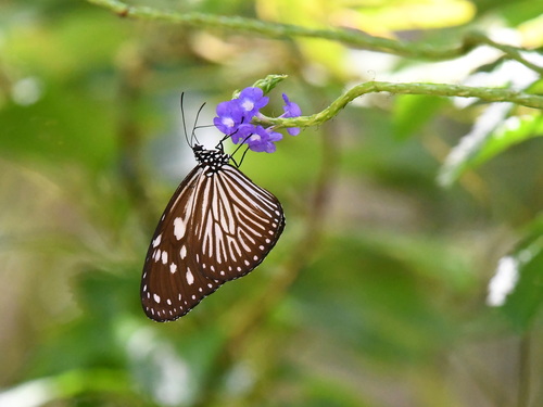 Striped Blue Crow