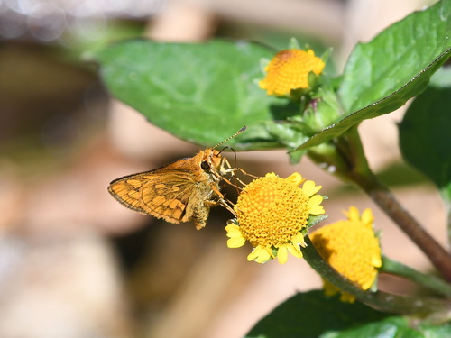 Veined Grass Dart