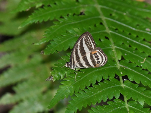 Ragadia crohonica