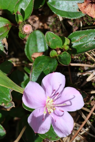 Twelve-stamened Melastoma