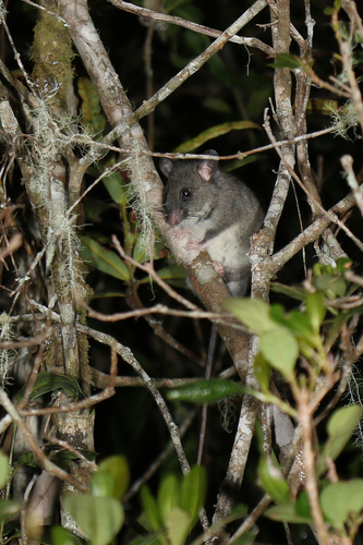 Major's tufted-tailed rat