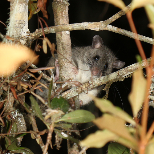 Major's tufted-tailed rat (Eliurus majori) — Least Concern Mammalia