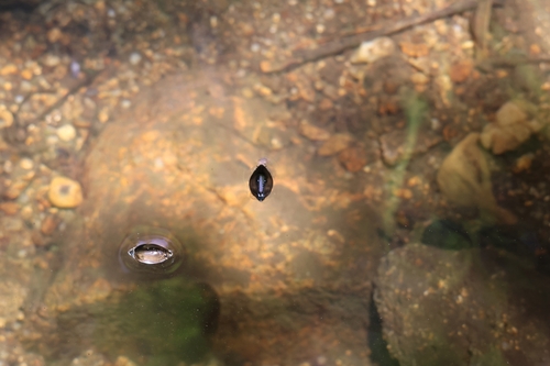 Dineutus mellyi