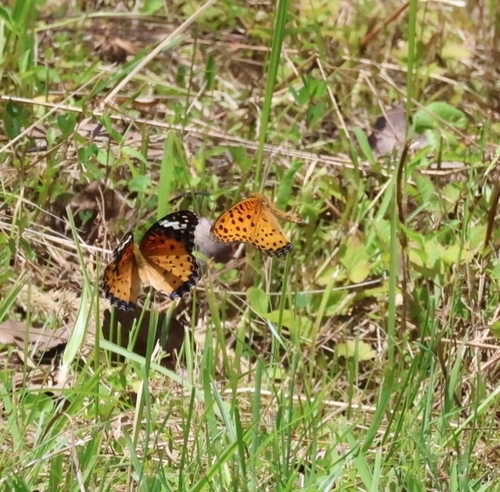Tropical Fritillary