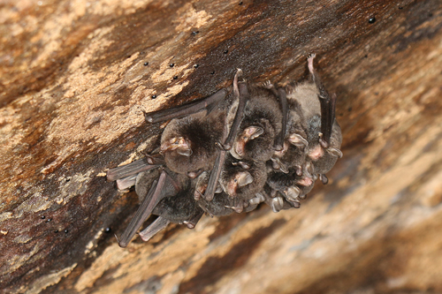 Montagne d’Ambre Long-fingered Bat (Miniopterus ambohitrensis) — Least Concern Mammalia