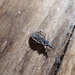 Triatoma sordida - Photo (c) Wata, all rights reserved, uploaded by Wata
