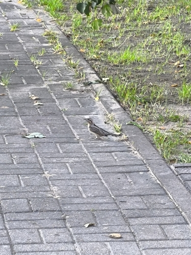 Eurasian Wryneck