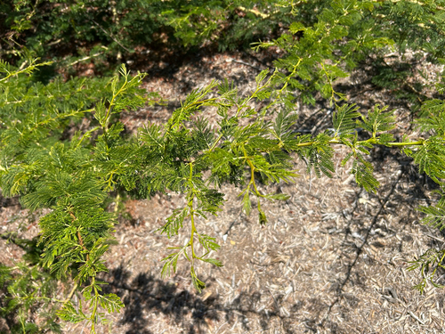 iNaturalist observation photo of Legumes