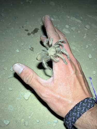 iNaturalist observation photo of Desert Tarantula