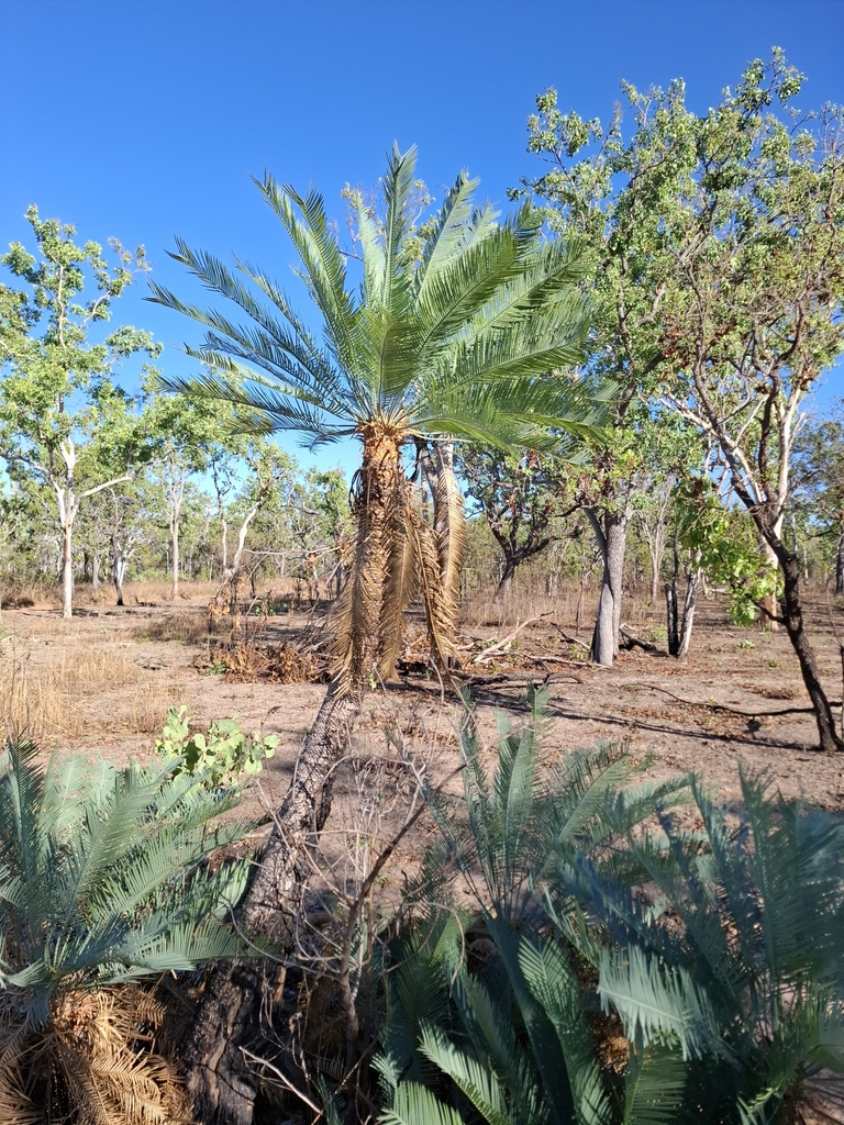 Cycas canalis subsp. canalis (Dorisvale Sago)