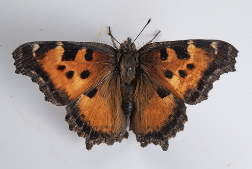 iNaturalist observation photo of California Tortoiseshell