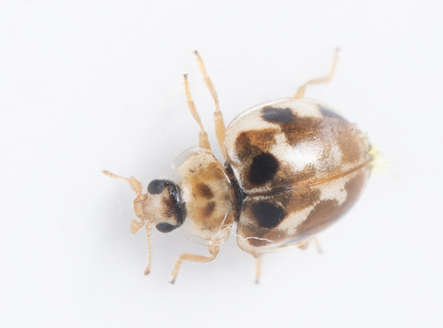 iNaturalist observation photo of Twenty-spotted Lady Beetle