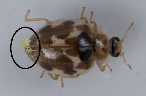 iNaturalist observation photo of Laboulbeniales