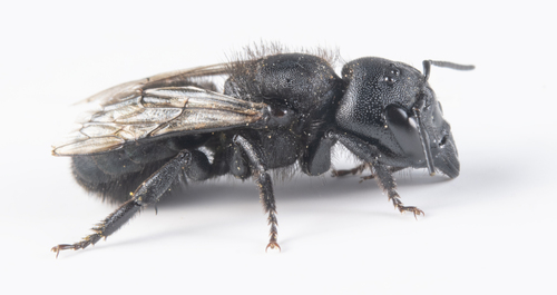 iNaturalist observation photo of Mason Bees