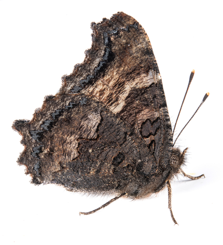iNaturalist observation photo of California Tortoiseshell