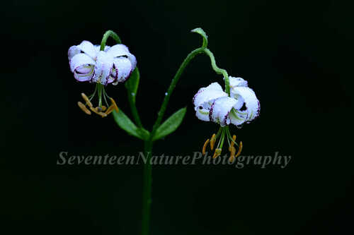Marbled Martagon Lily