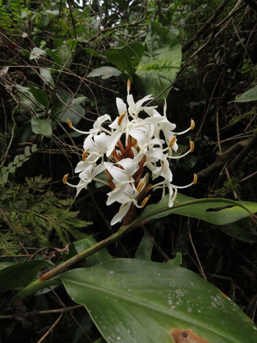 Hedychium brevicaule
