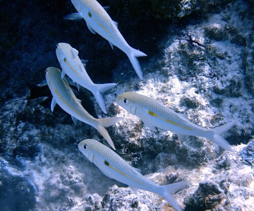 Mulloidichthys flavolineatus