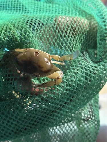 Three-spotted Swimmer Crab