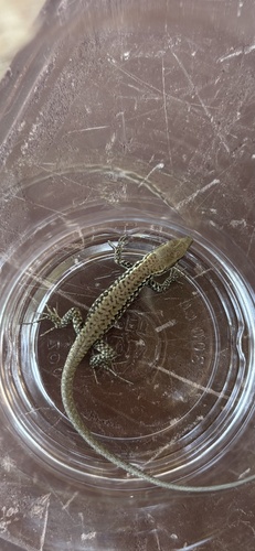 Kulzer's Rock Lizard