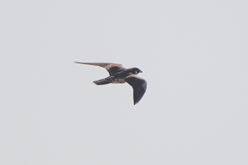Avistamiento Halcón peregrino