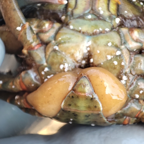 Family Sacculinidae · iNaturalist