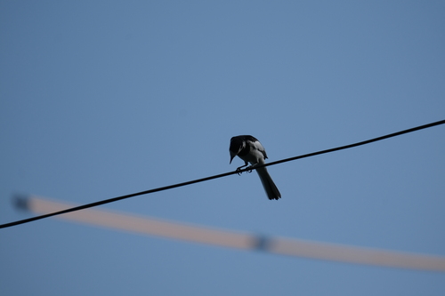 Black-backed Wagtail