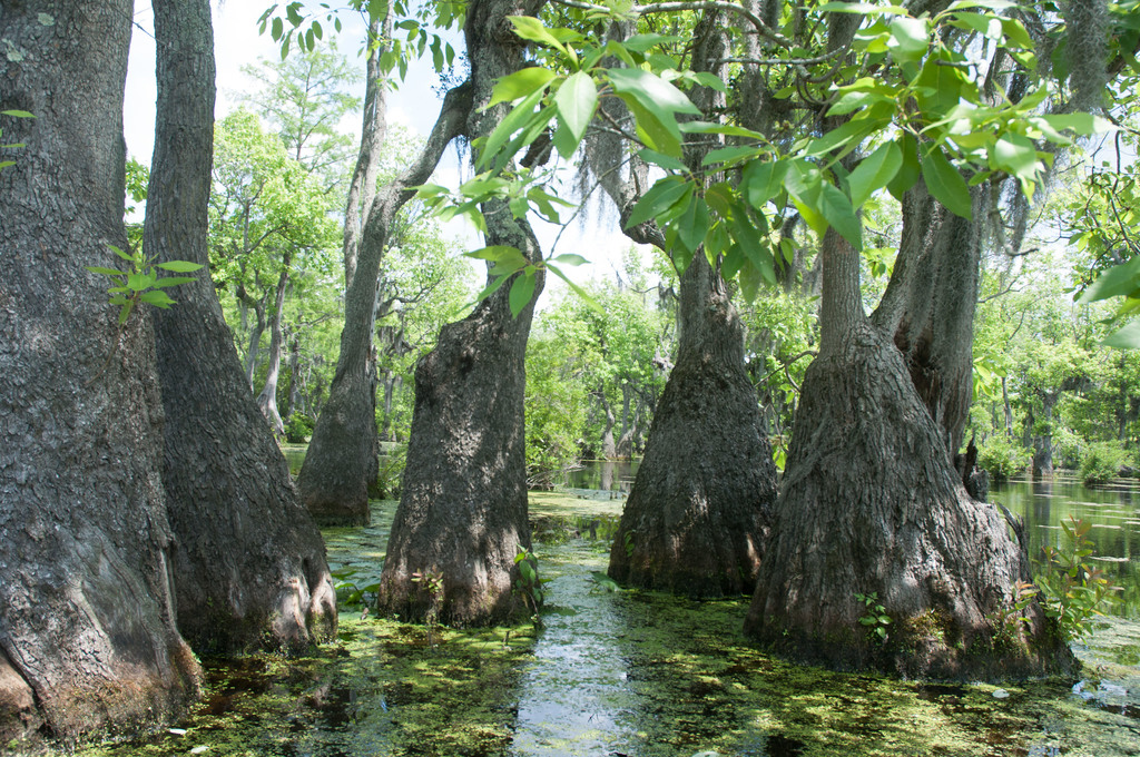 Nyssa aquatica