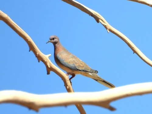Laughing Dove
