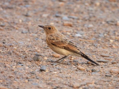 Desert Wheatear