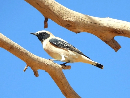 Western Black-eared Wheatear