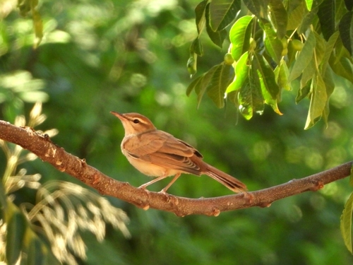 Rufous-tailed Scrub-Robin