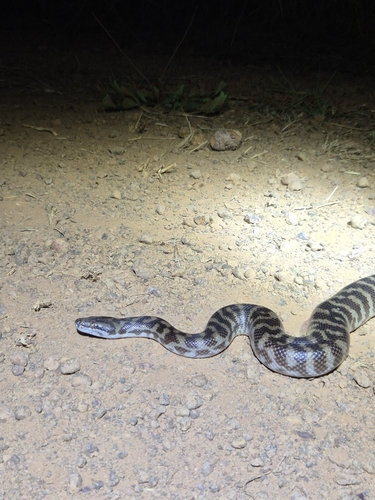 Children's Python sighting