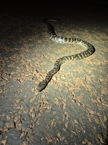 Children's Python sighting