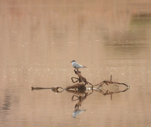 Whiskered Tern