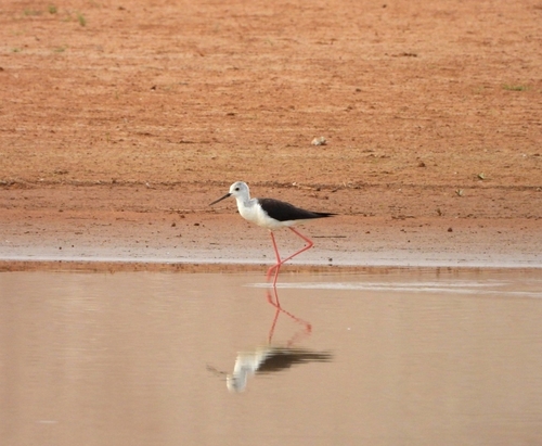 Black-winged Stilt