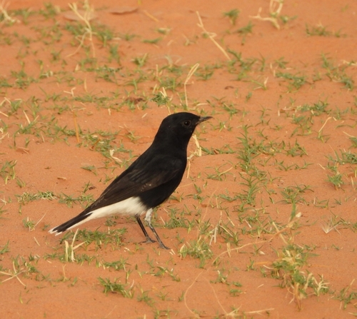 White-crowned Wheatear
