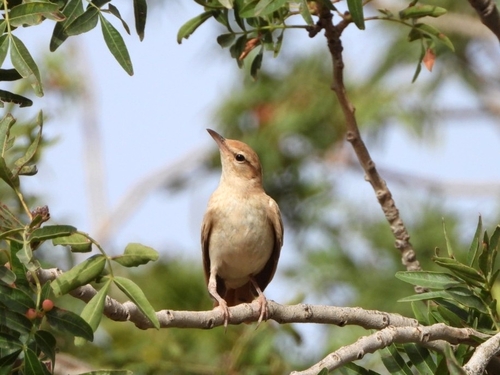 Rufous-tailed Scrub-Robin