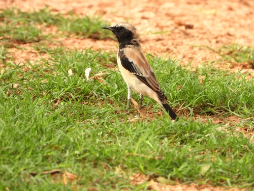 Desert Wheatear