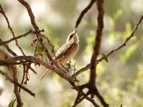 Woodchat Shrike